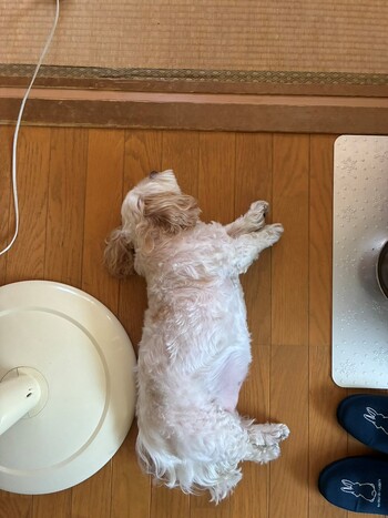 実家の暑がりな愛犬が涼しい床で寝る様子